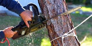 Best Tree Health Inspection  in Atglen, PA